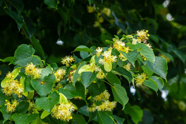 istock Tilia cordata linden tree branches in bloom, springtime flowering small leaved lime, green leaves in spring daylight 2148663358