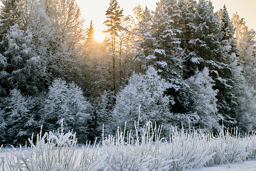 Frost covered trees in mixed forest, winter sun shines through tops of their heads.