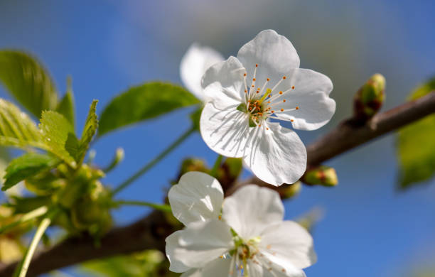 istock Flowers on a plum tree against the blue sky in spring. Close-up 2148663437