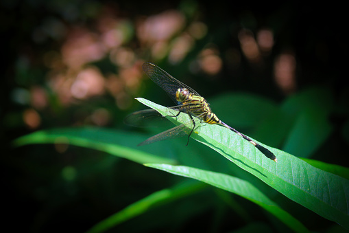 Dragonfly perches on green leaves