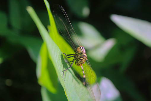 Macro of a beautiful newborn dragonfly.