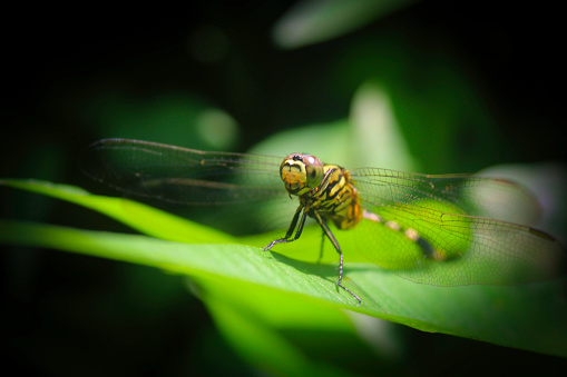 dragonflies perched on leaves