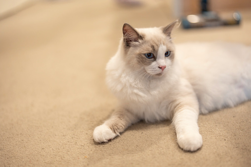 Domestic ragdoll kitten sitting motionless on carpet