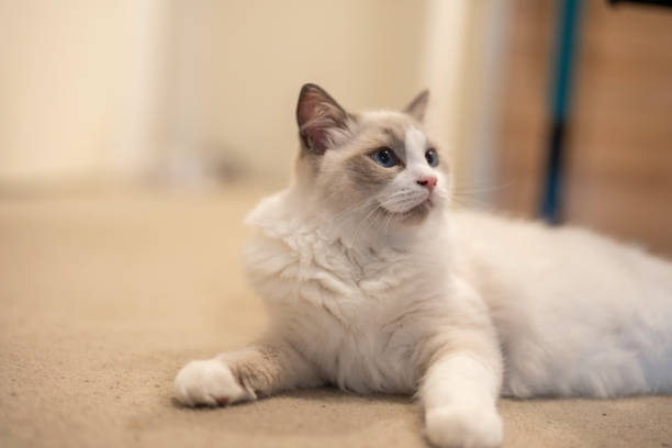 Domestic ragdoll kitten sitting motionless on carpet and looking up