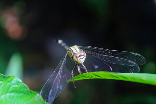 dragonflies perched on leaves