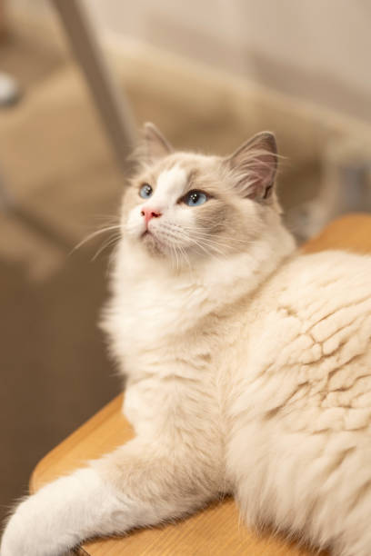 istock Domestic ragdoll kitten sitting on dining chair and looking up 2148664498