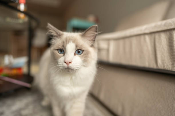 Domestic ragdoll cat standing next to sofa looking directly at camera