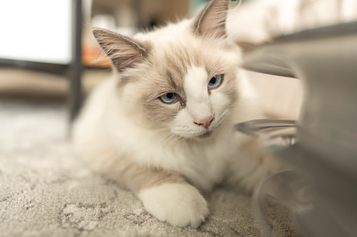 Domestic ragdoll kitten playing with its toy