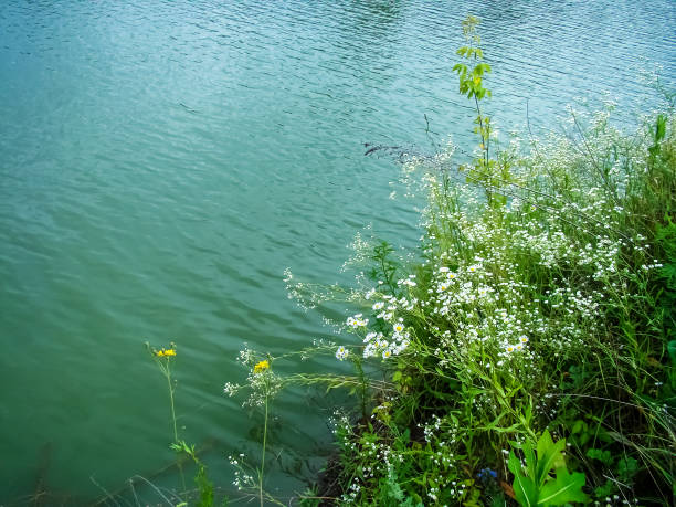 Summer herbs and flowers on the shore of the lake.