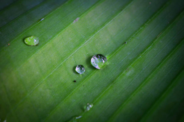 drops of water on the leaves. green nature background