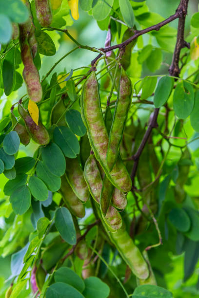 istock Robinia pseudoacacia, commonly known as black locust with seeds 2148664837