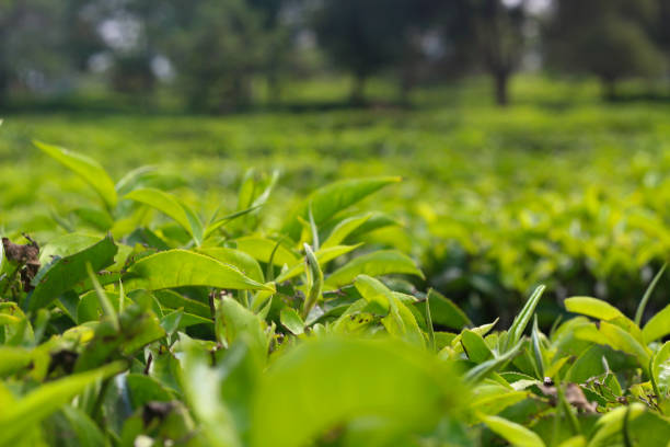 istock tea leaves from plantations 2148664917