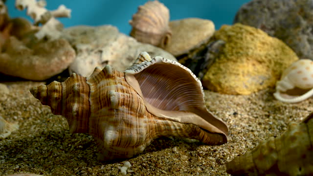 Trapezium fascilarium seashell underwater 4K