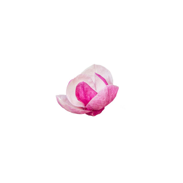 Pink magnolia flower head on white background