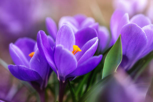 Macro shot of blooming purple crocus