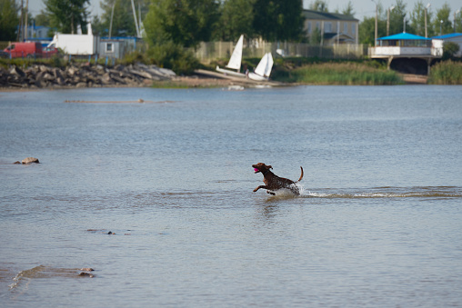 Happy rhodesian ridgeback dog running on the water near the shore.