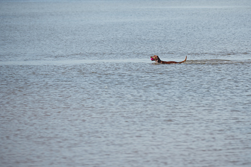 Rhodesian ridgeback dog swimming on the water in sea.