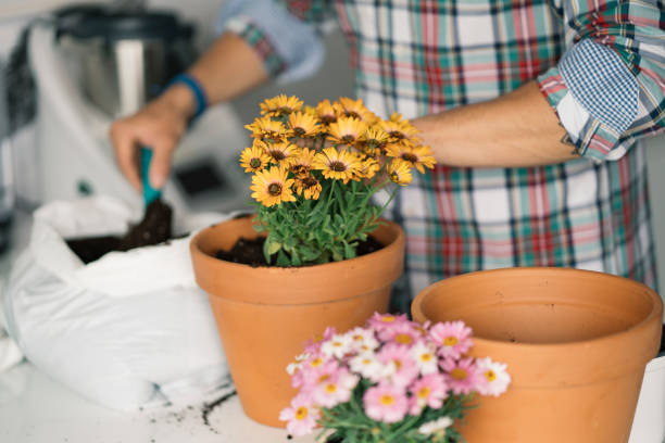 Man's hands transplanting plant.