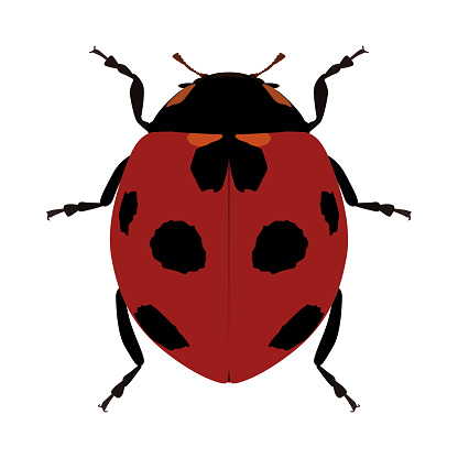 ladybug. Coccinellidae is a family of beetles. A predatory beetle with red elytra and black spots. Vector illustration.