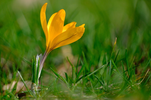 Beautiful spring crocuses bloom in the meadow