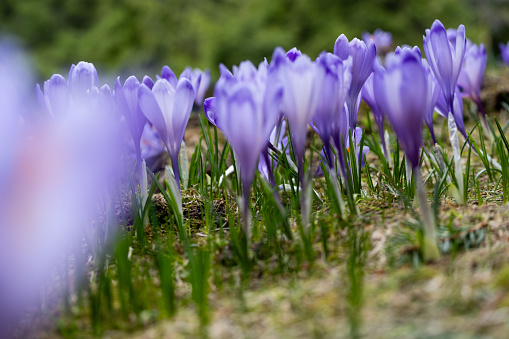 many spring blooming purple crocuses, close-up