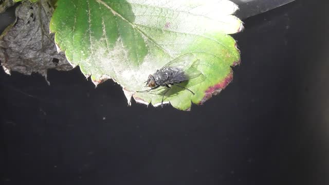 fly on a strawberry leaf