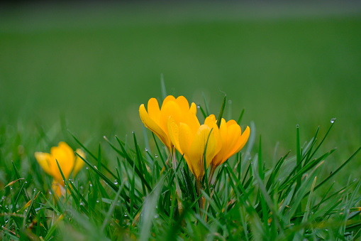 Beautiful spring crocuses bloom in the meadow