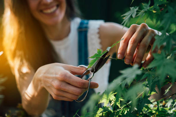 istock Woman who works with the bonsai 2148668890