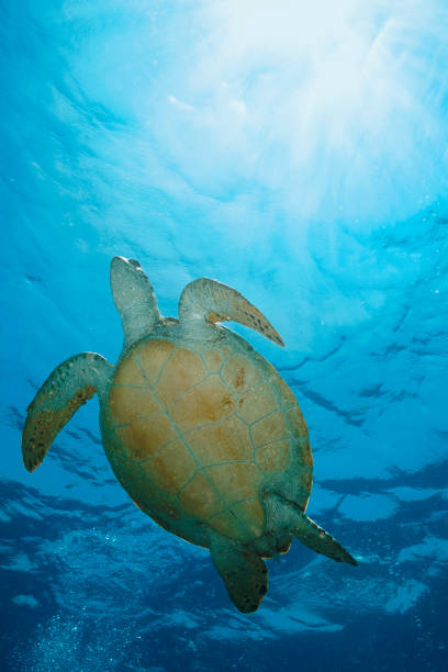 Swimming Green sea turtle on Mediterranean sea
