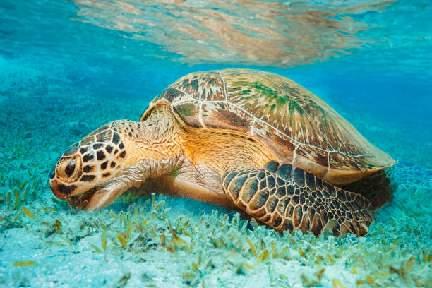 istock Sea turtle Underwater explore and enjoy, with green turtle eating sea grass on sandy bottom. Sea life 2148668985