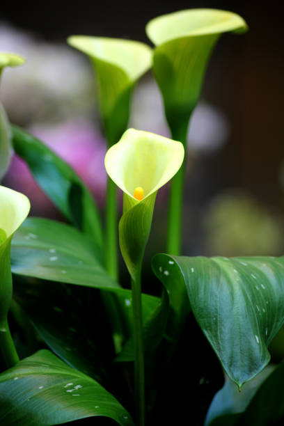 Light yellow and green water arum flowers