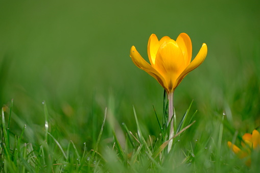 Spring Saffron blooms beautifully in a sunny meadow