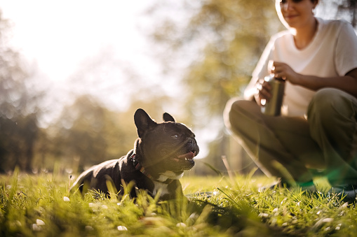 Woman is playing with her french bulldog in a public park