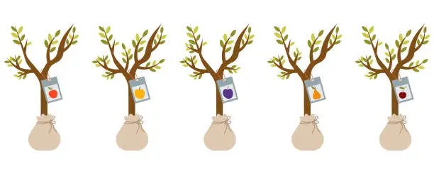 Vector illustration of Set of fruit tree seedlings with labels plum, pear, apple, apricot, cherry. planting fruit trees