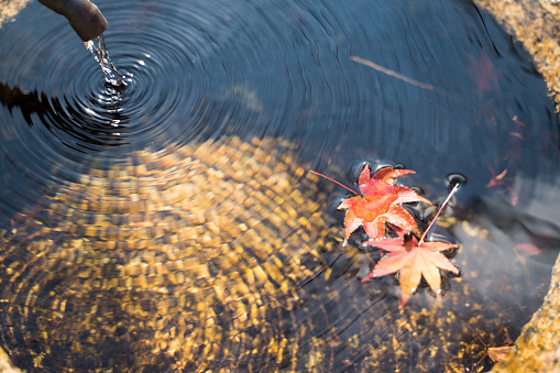Water bottle and maple floating on the water surface