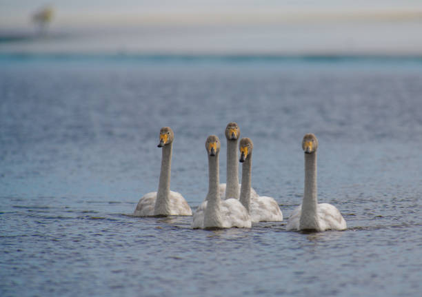 Swans are moving back to northern Finland for the summer.