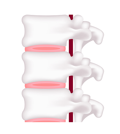 Normal Spinal Disc Vector Illustration Of Normal Disc Stock Illustration - Download Image ...