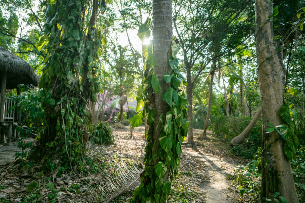 Explore the Jungle and Sea in Vietnam