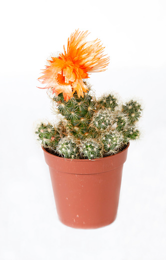 Echinocactus with orange flowers in pot isolated on white background