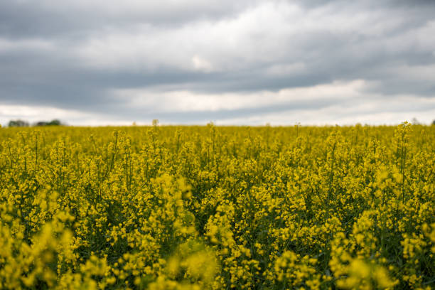 istock Yellow rapeseed field on a cloudy day. 2148671920
