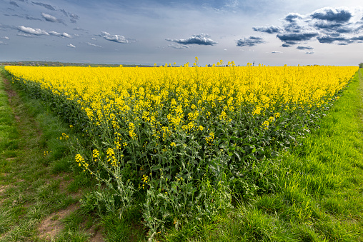 Corner or edge of a yellow blossoming rape field with a cloudy sky discolored grey-blue by Sahara dust
