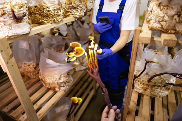istock Gathering Healing Fungi 2148672639