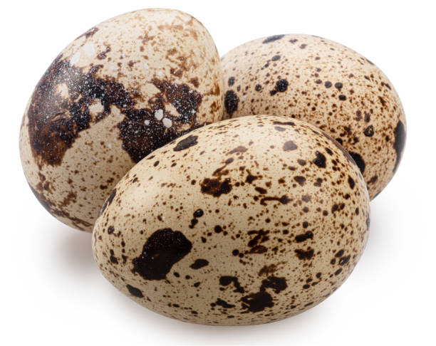 istock Quail eggs close up. on white background. File contains clipping path. 2148672905