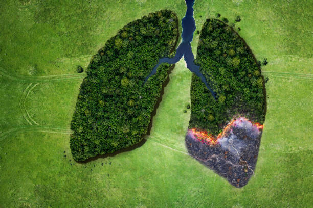 istock Aerial top view forest tree of ecological disaster of fires. Lungs from forest trees and fire concept. Ecology and environment creative idea. Breath of planet earth 2148672951