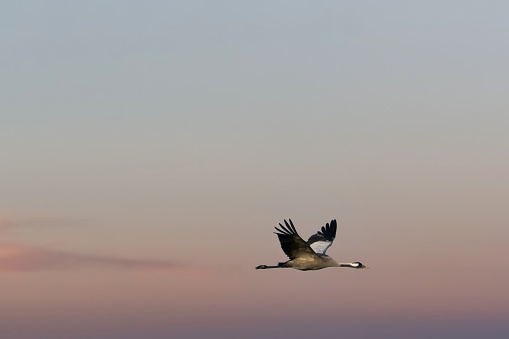Cranes fly in the sky at sunset. Migratory birds on the Darss. Wildlife photo from nature in Germany
