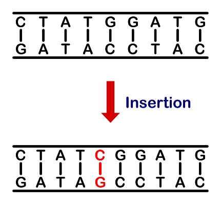 Vector illustration of insertion mutation, involving the addition of one or more nucleotides into a segment of DNA on a white background.