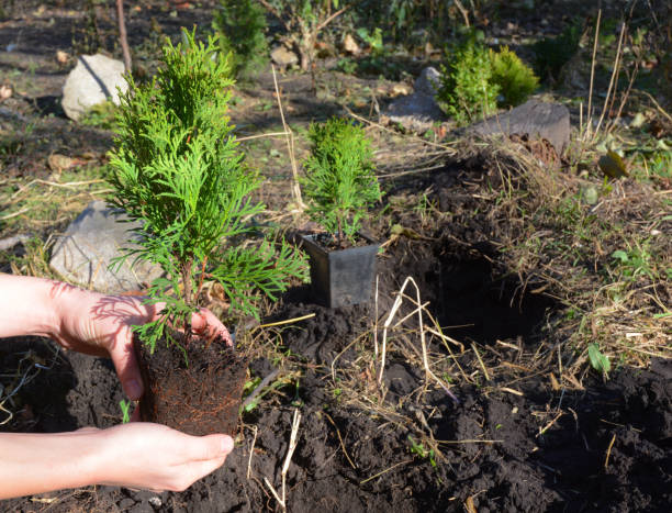 istock Gardener holding small thuja and planting from pot in open ground. 2148673970