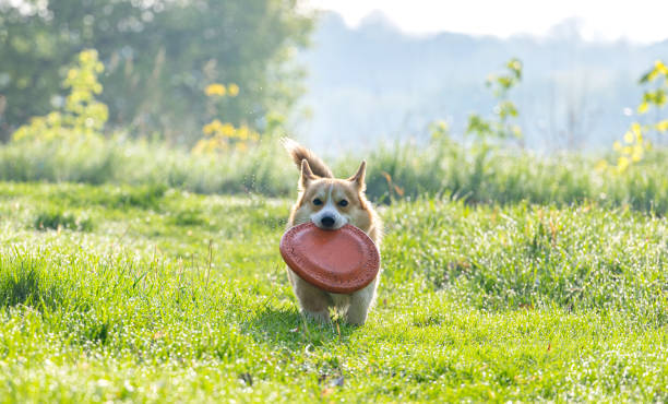 istock Welsh Corgi Pembroke 2148674134