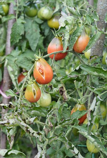 Close up on tomatoes crack or split. Sick tomato plant affected by disease.