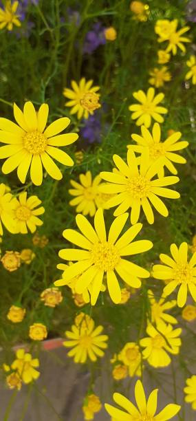 istock Euryops Pectinatus Flowers Blooming on Flowers Background 2148674454
